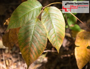Hazardous Plants Around Your Home: Poison Ivy, Oak and Sumac 1